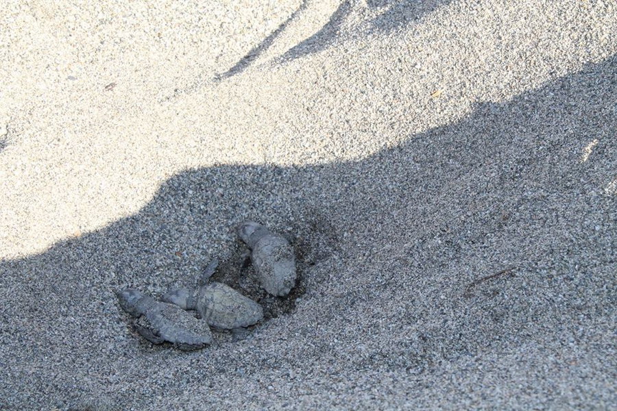  Kornjače CarettaCaretta 